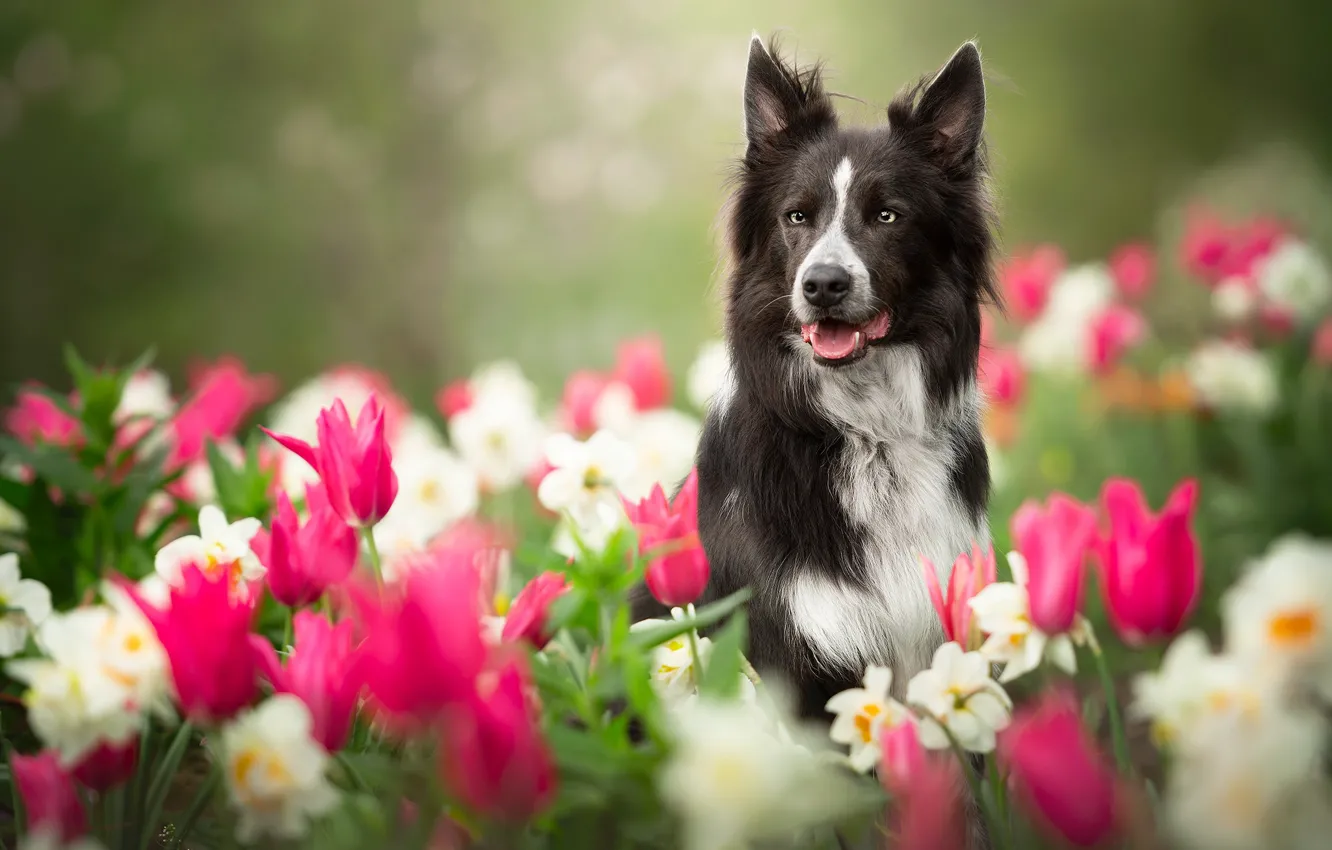 Photo wallpaper flowers, dog, blur, garden, tulips, daffodils, The border collie