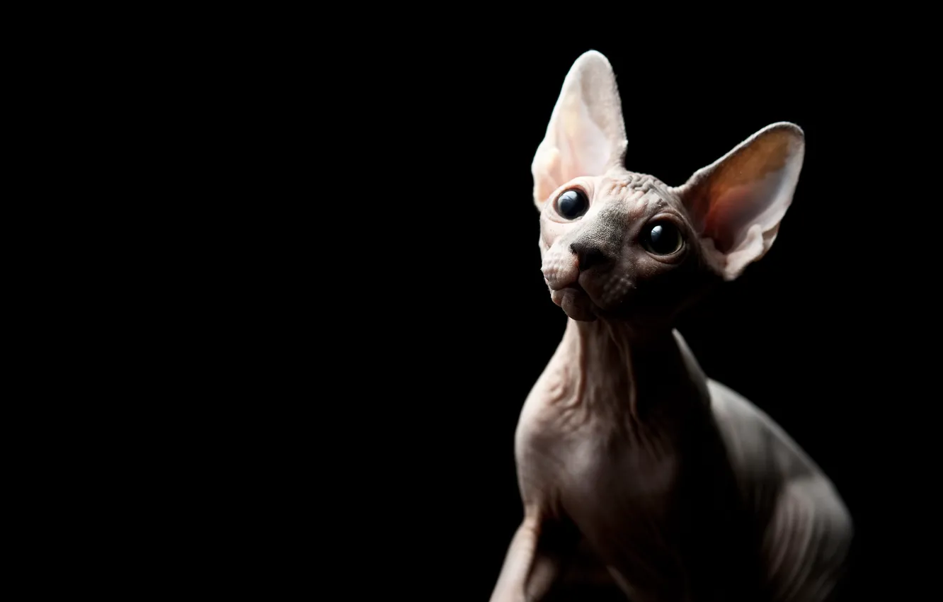Photo wallpaper cat, eyes, look, black background, kitty, Sphinx