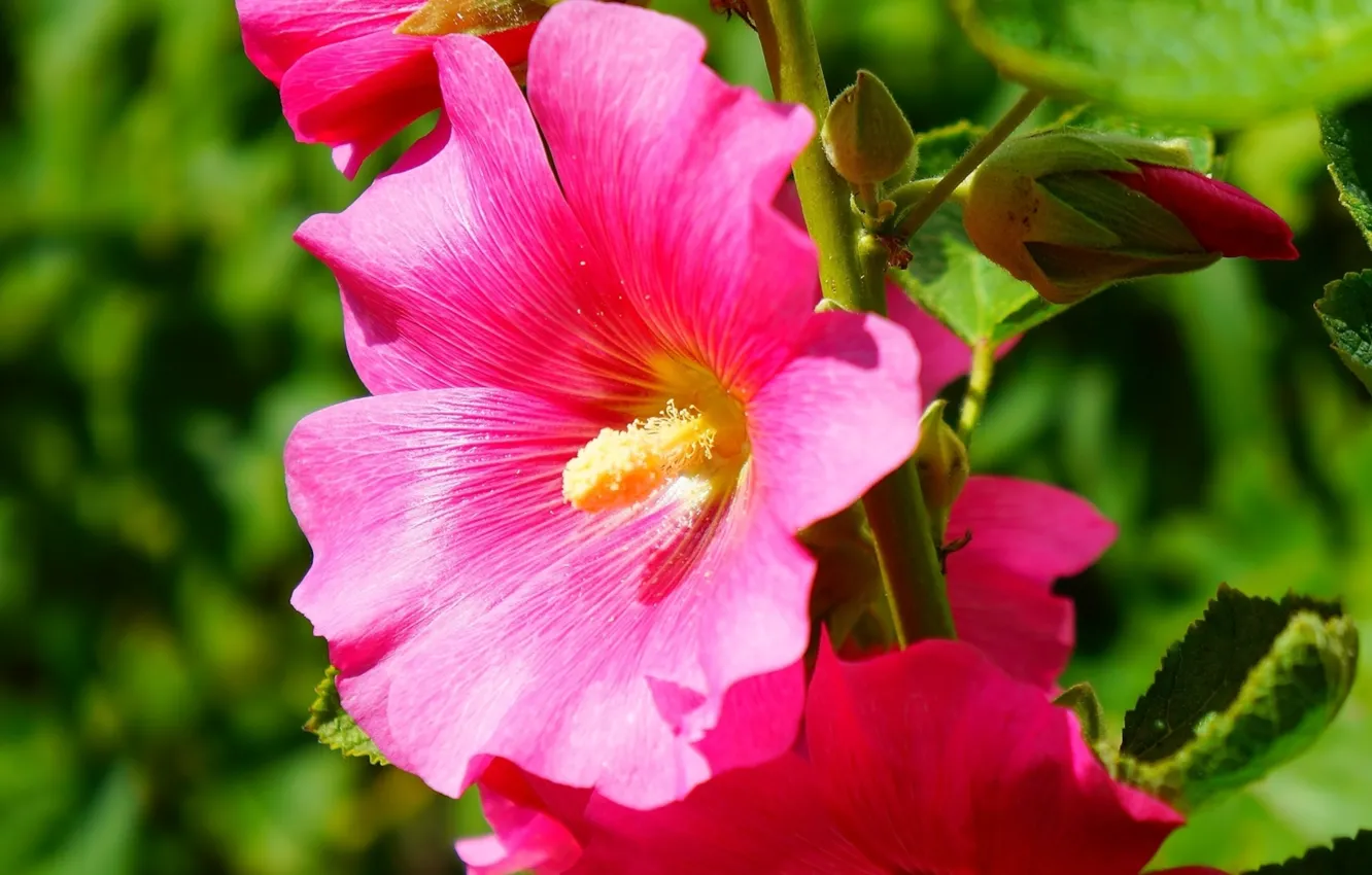 Photo wallpaper flower, pink, blooming, Mallow