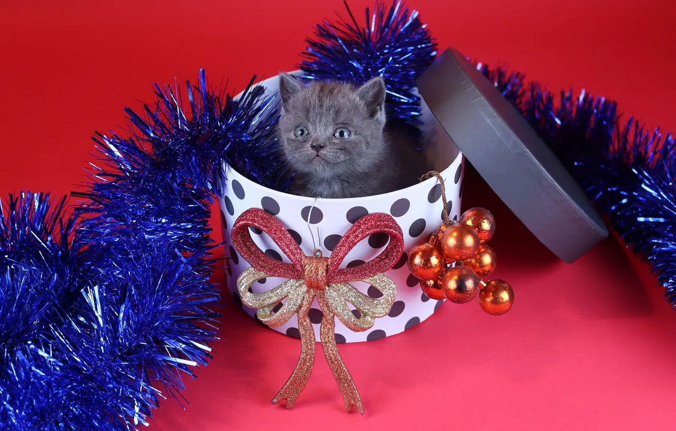 Photo wallpaper cat, look, balls, decoration, grey, holiday, box, gift