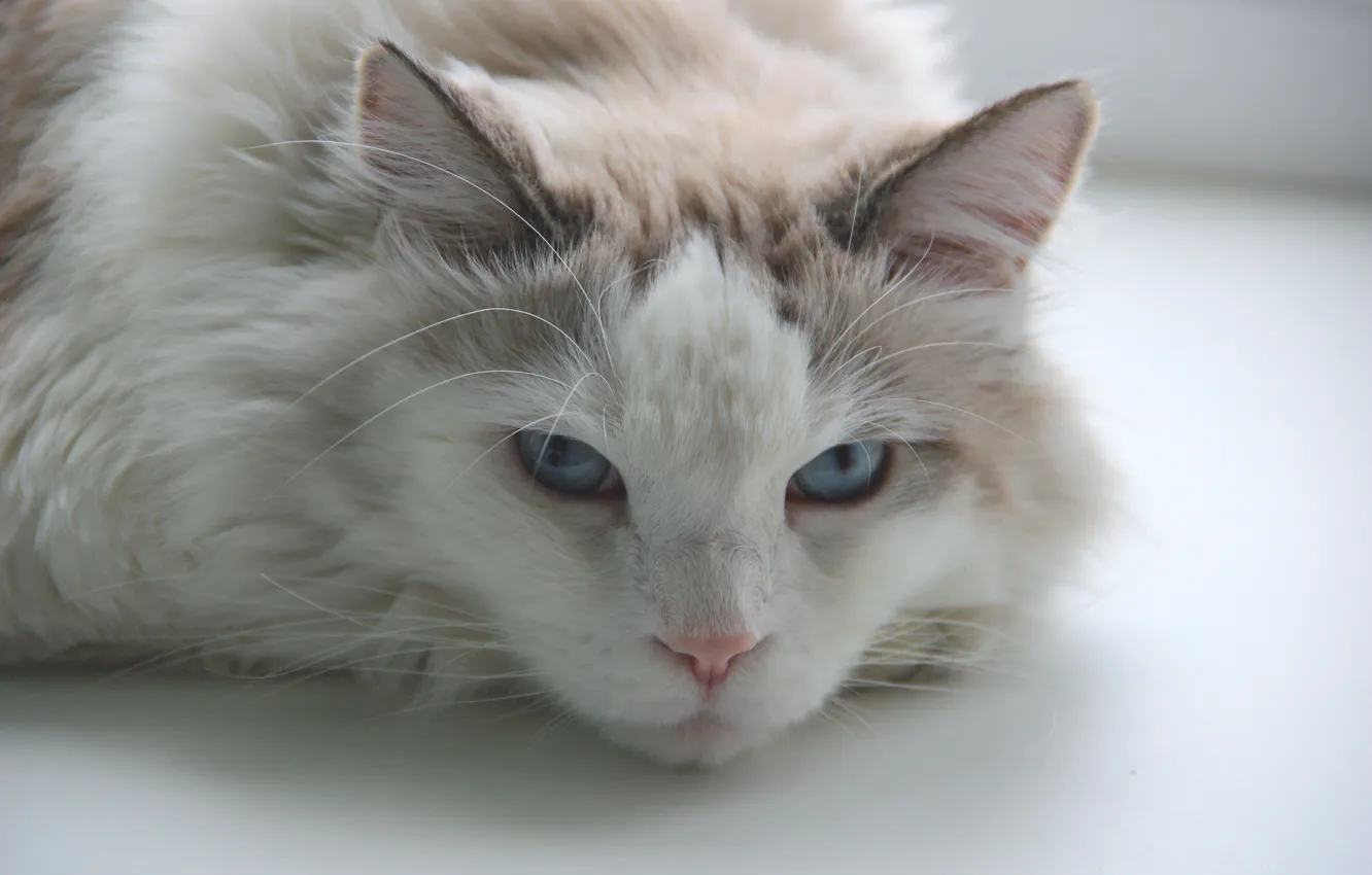 Photo wallpaper white, cat, mustache, fluffy, blue eyes, white cat