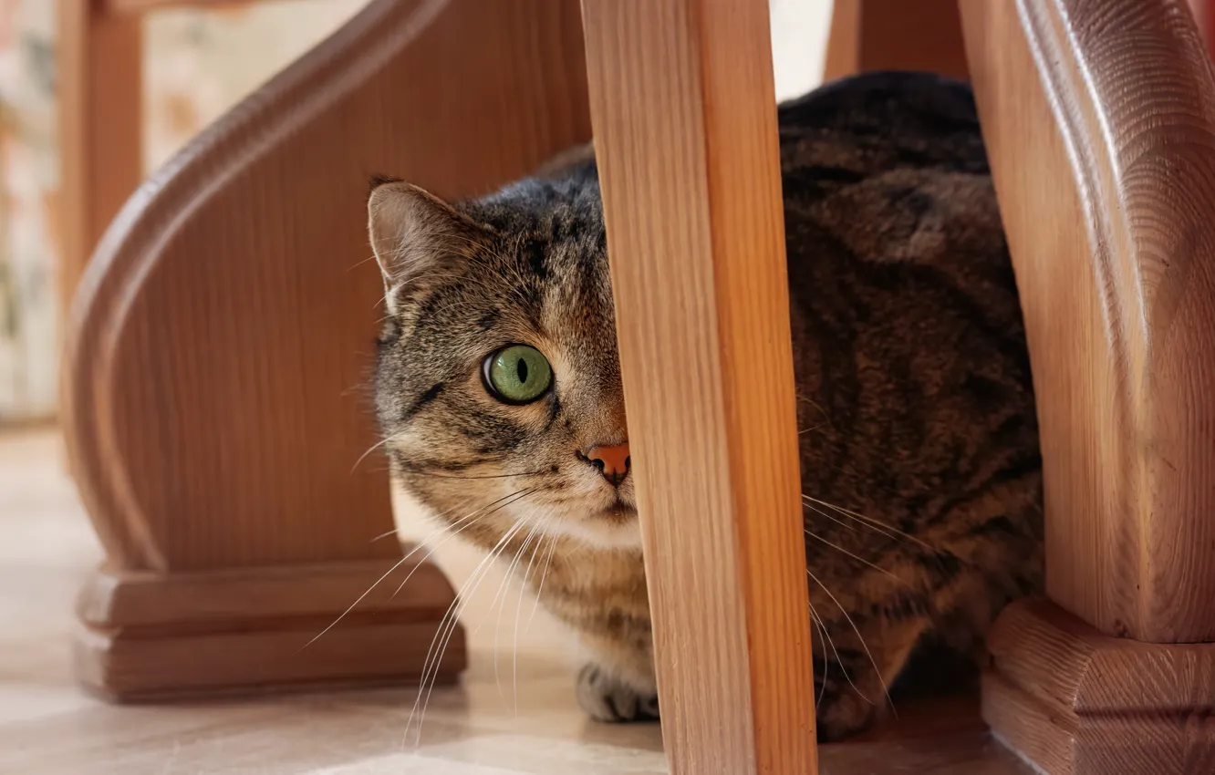 Photo wallpaper cat, cat, face, furniture, Peeps