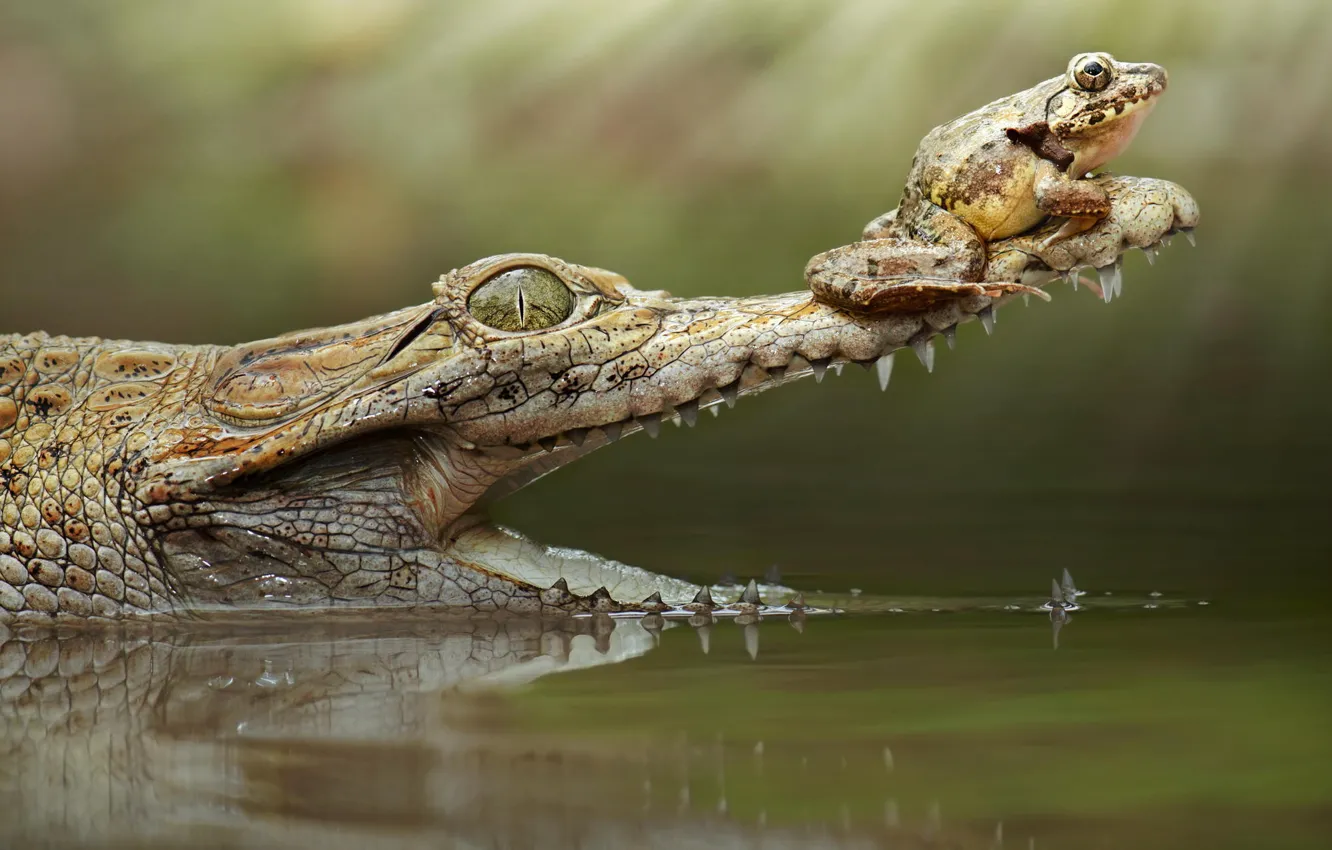 Photo wallpaper frog, crocodile, mouth