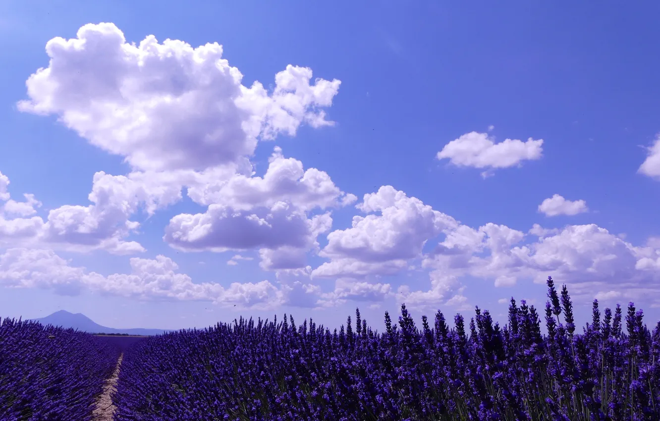 Photo wallpaper the sky, clouds, path, lavender, lavender field