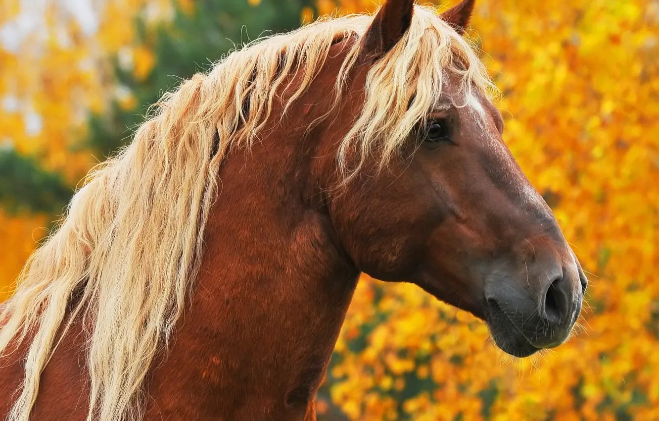 Photo wallpaper autumn, animals, face, trees, horse, horse, portrait, yellow