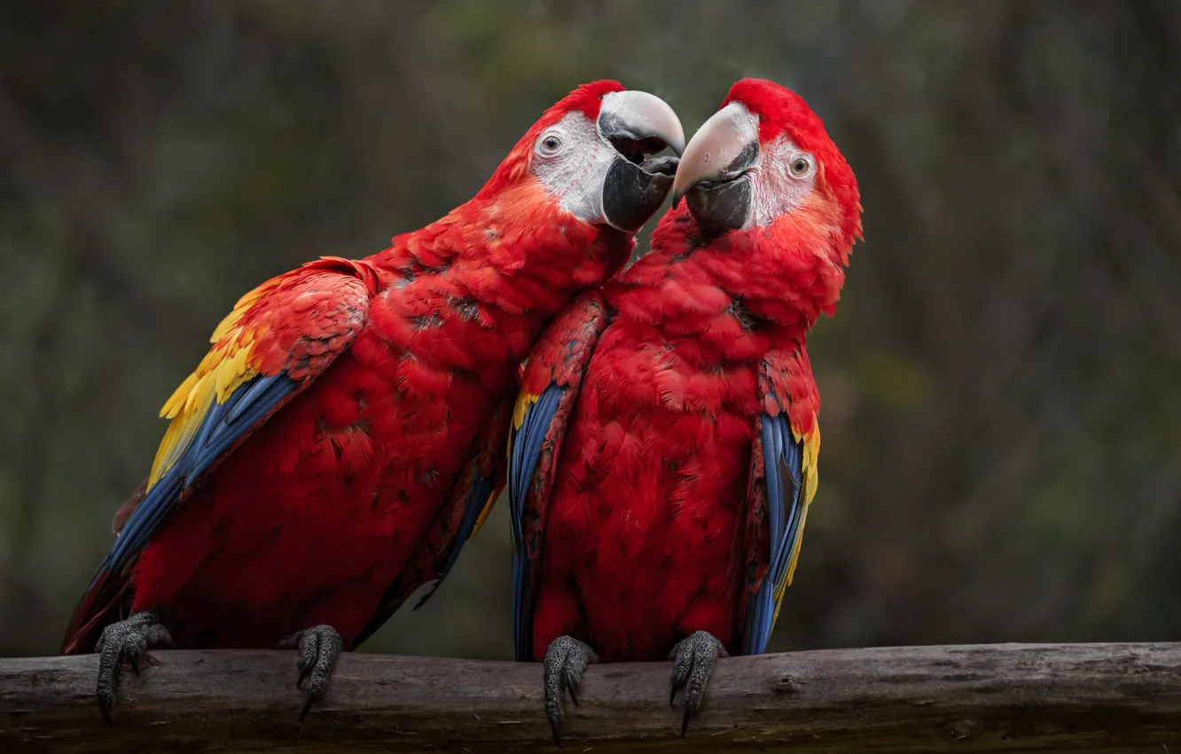 Photo wallpaper red, parrot, a couple, Ara, two parrots