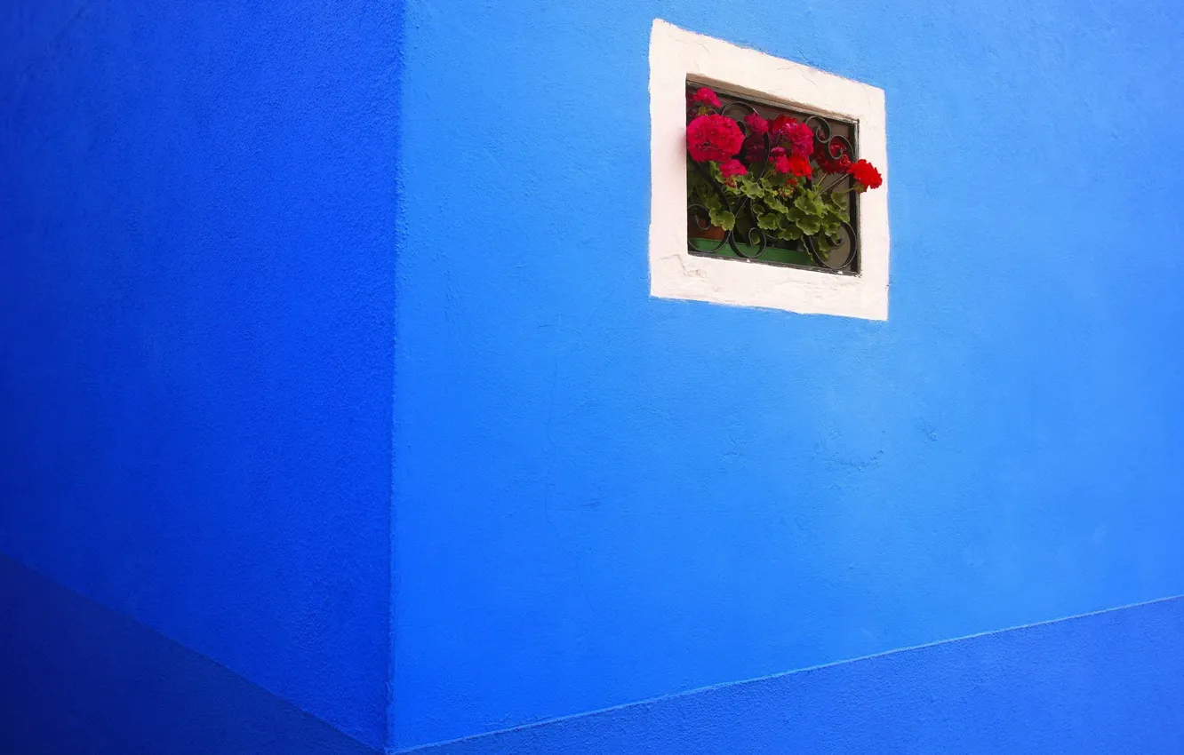 Photo wallpaper flowers, wall, grille, angle, blue, geranium, window, Kalachik