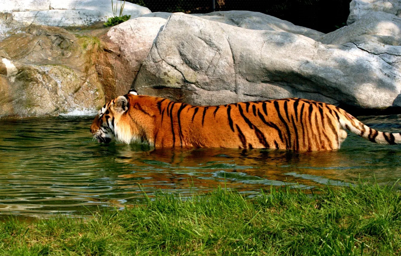 Photo wallpaper tiger, bathing, pond