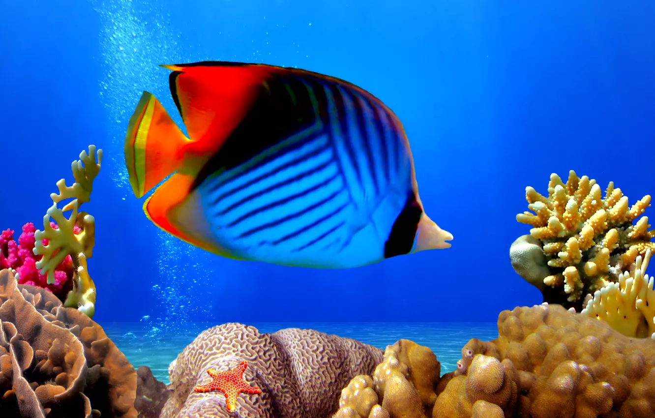Photo wallpaper underwater world, underwater, ocean, fishes, tropical, reef, coral, coral reef