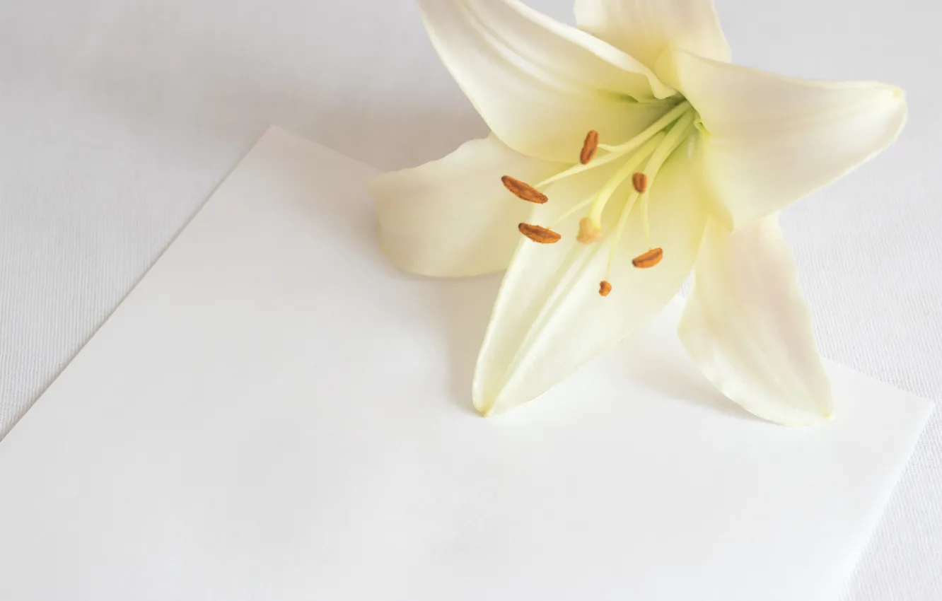 Photo wallpaper flower, paper, background, Lily