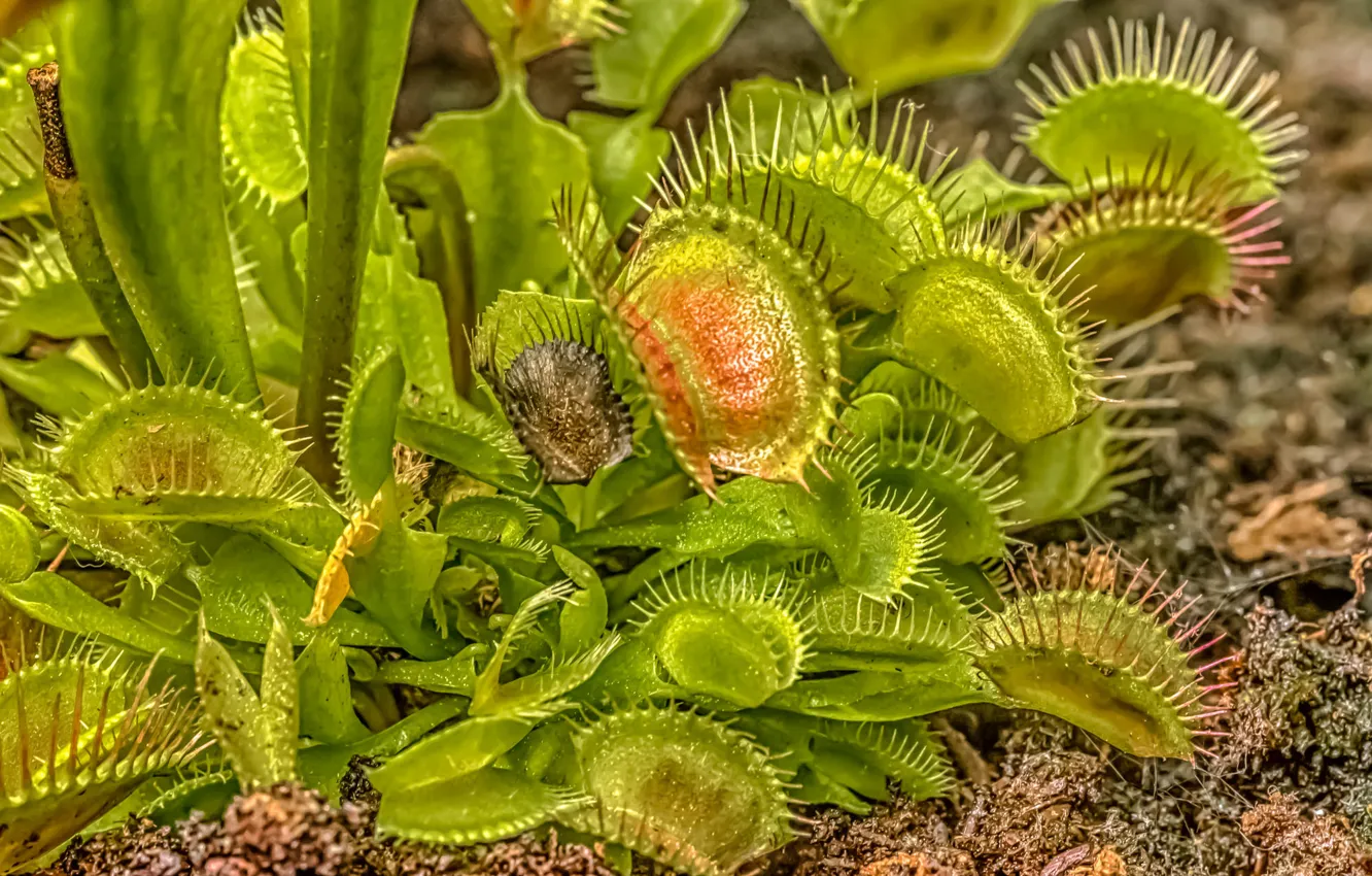 Photo wallpaper leaves, plant, Venus flytrap