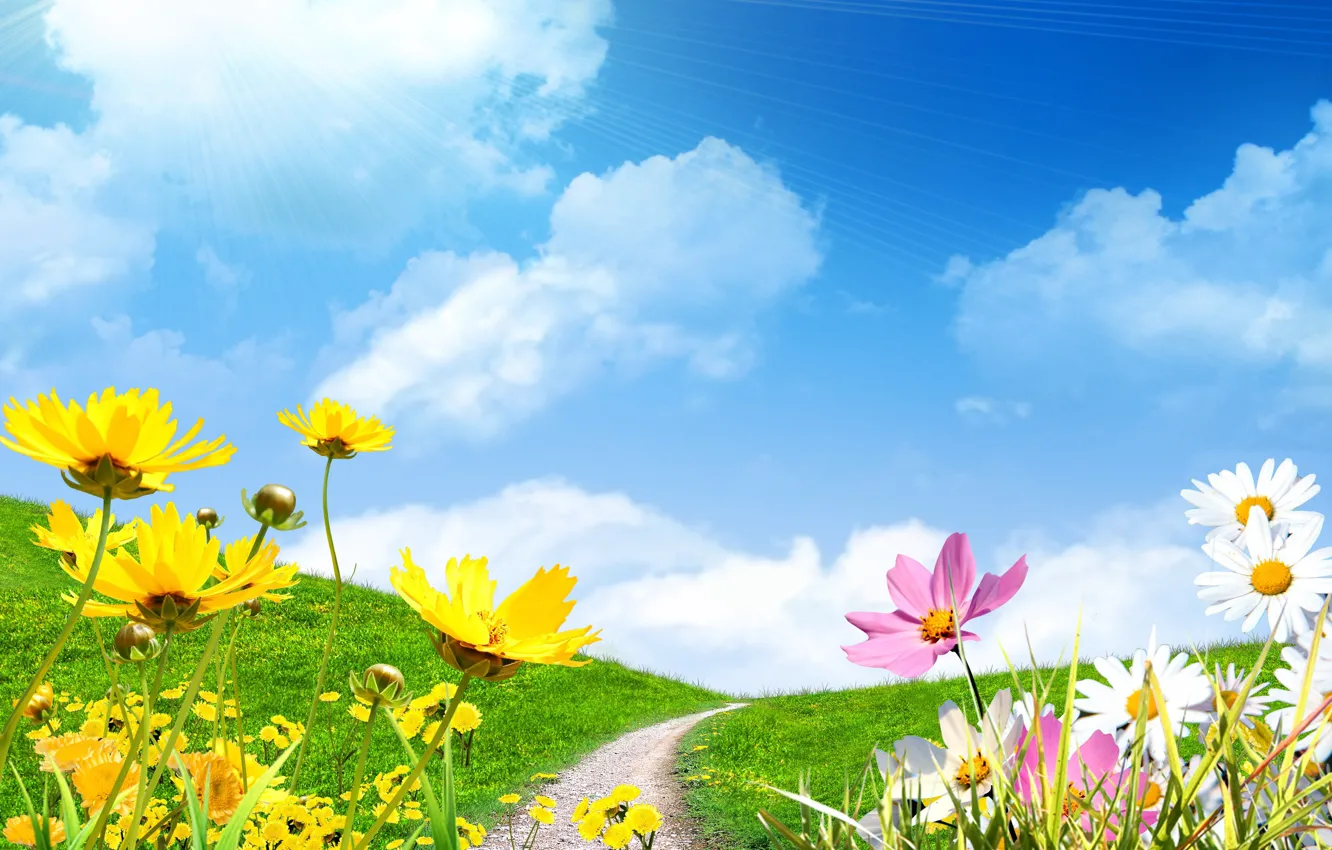 Photo wallpaper field, the sky, the sun, chamomile, spring, spring, flowers save