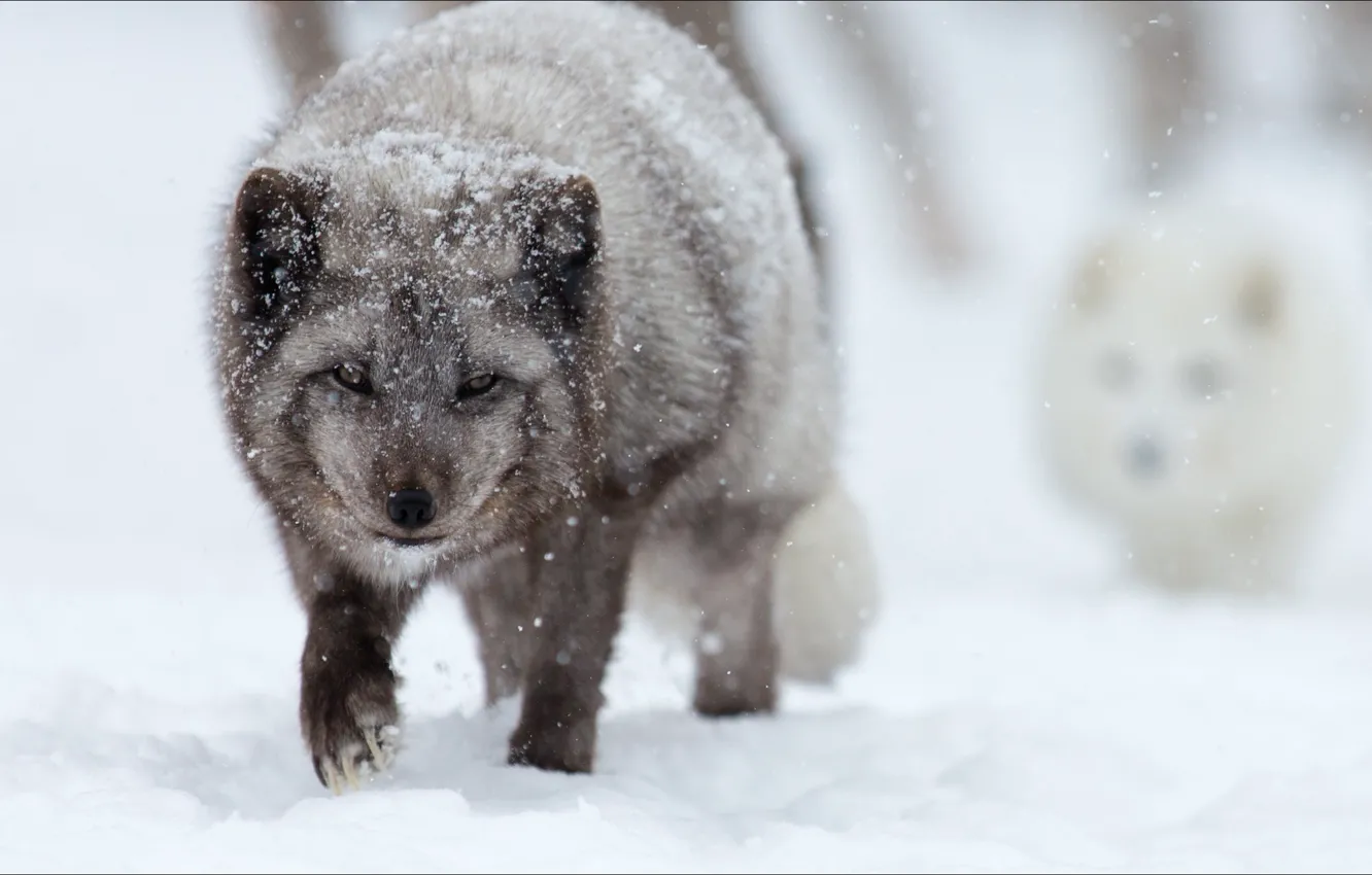 Photo wallpaper winter, snow, two, winter, snow, two, Fox, artic fox