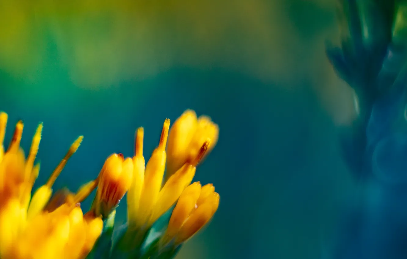 Photo wallpaper flower, flowers, spring, Abstractions, Yellow flowers, yellow and blue