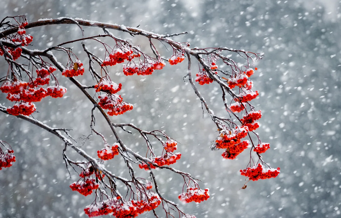 Photo wallpaper winter, snow, berries, Rowan