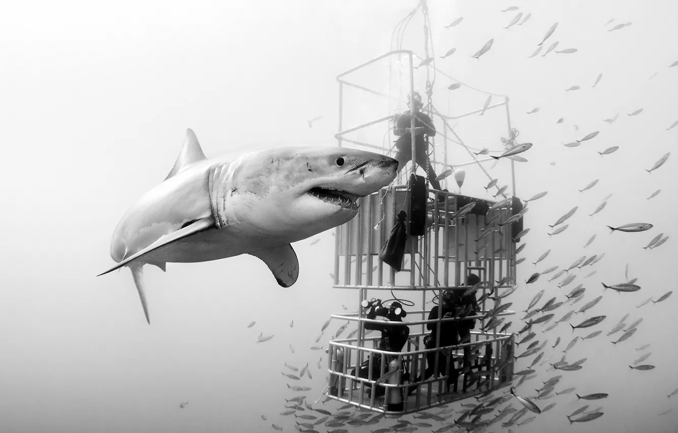 Photo wallpaper sea, shark, divers