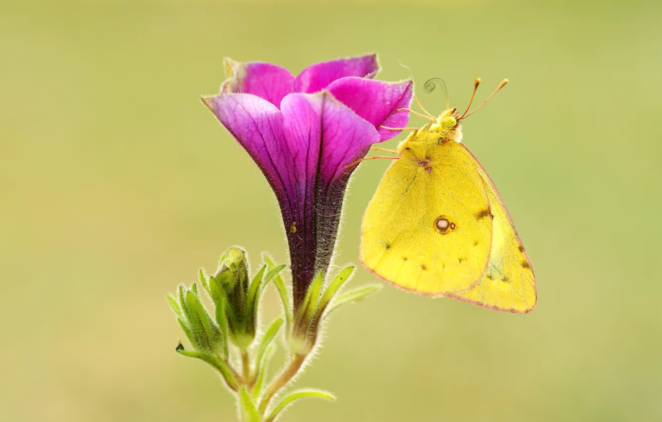 Photo wallpaper summer, macro, flowers, yellow, background, butterfly, insect, pink