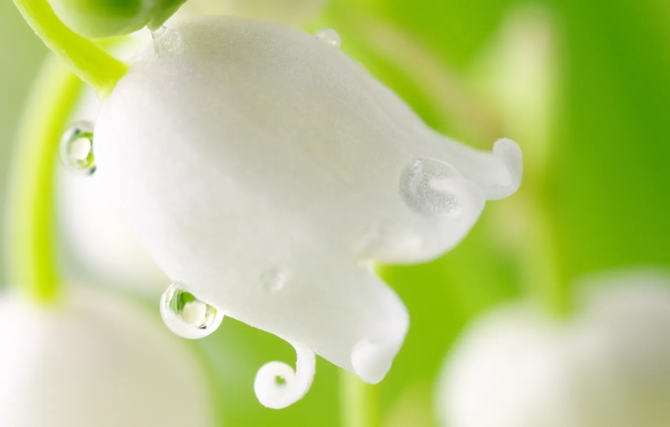 Photo wallpaper white, flower, drops, macro, Lily of the valley