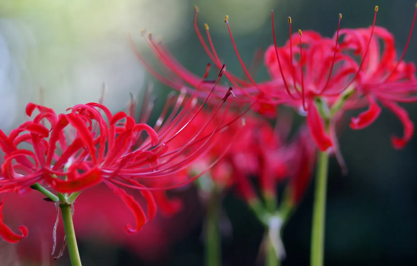 Photo wallpaper macro, flowers, red, pink, radiata, Lycoris