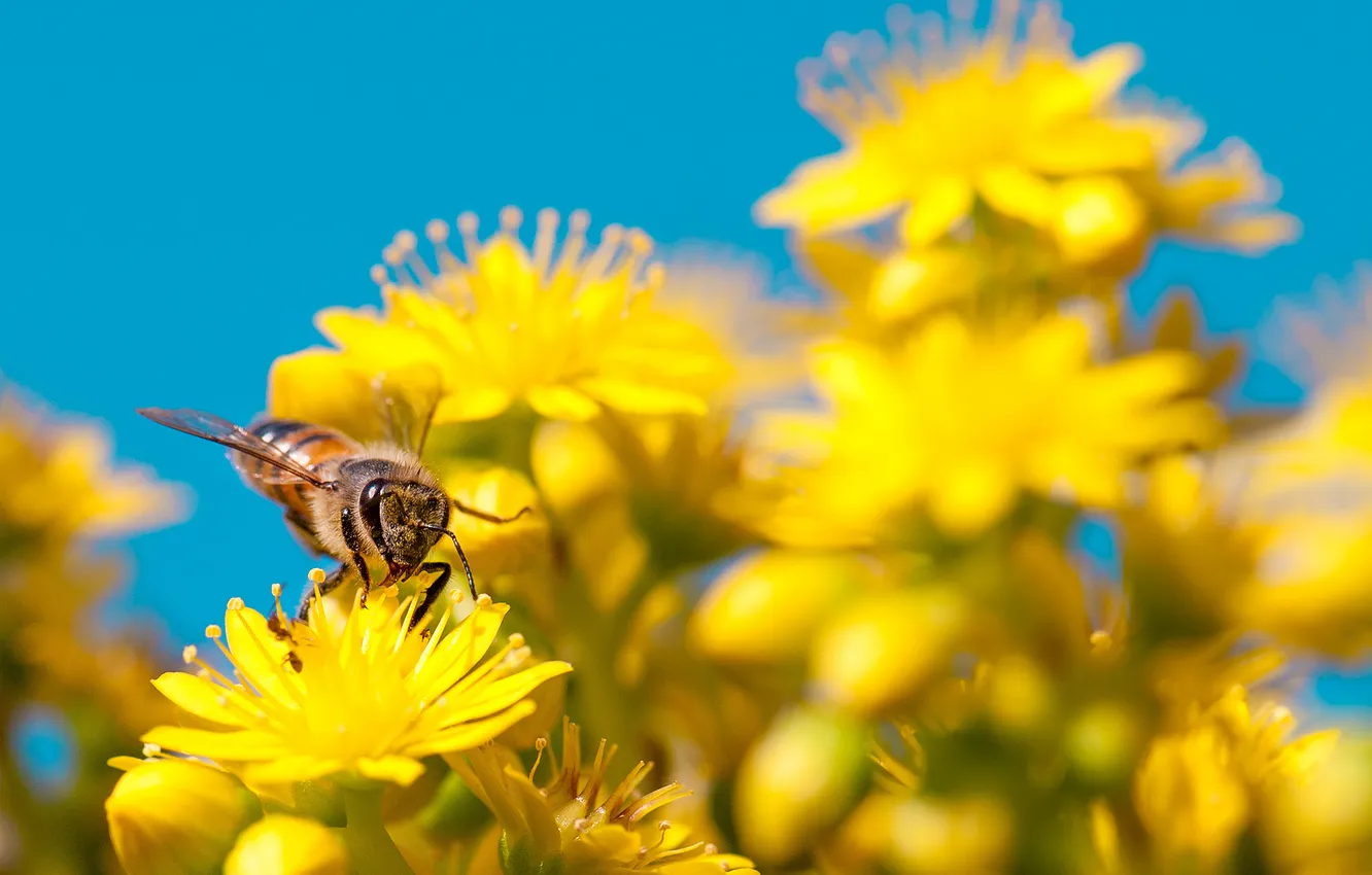 Photo wallpaper the sky, flowers, bee, petals, insect