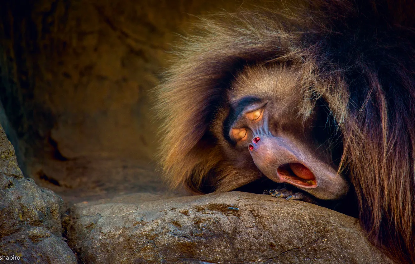Photo wallpaper morning, monkey, yawns, Wake up.)