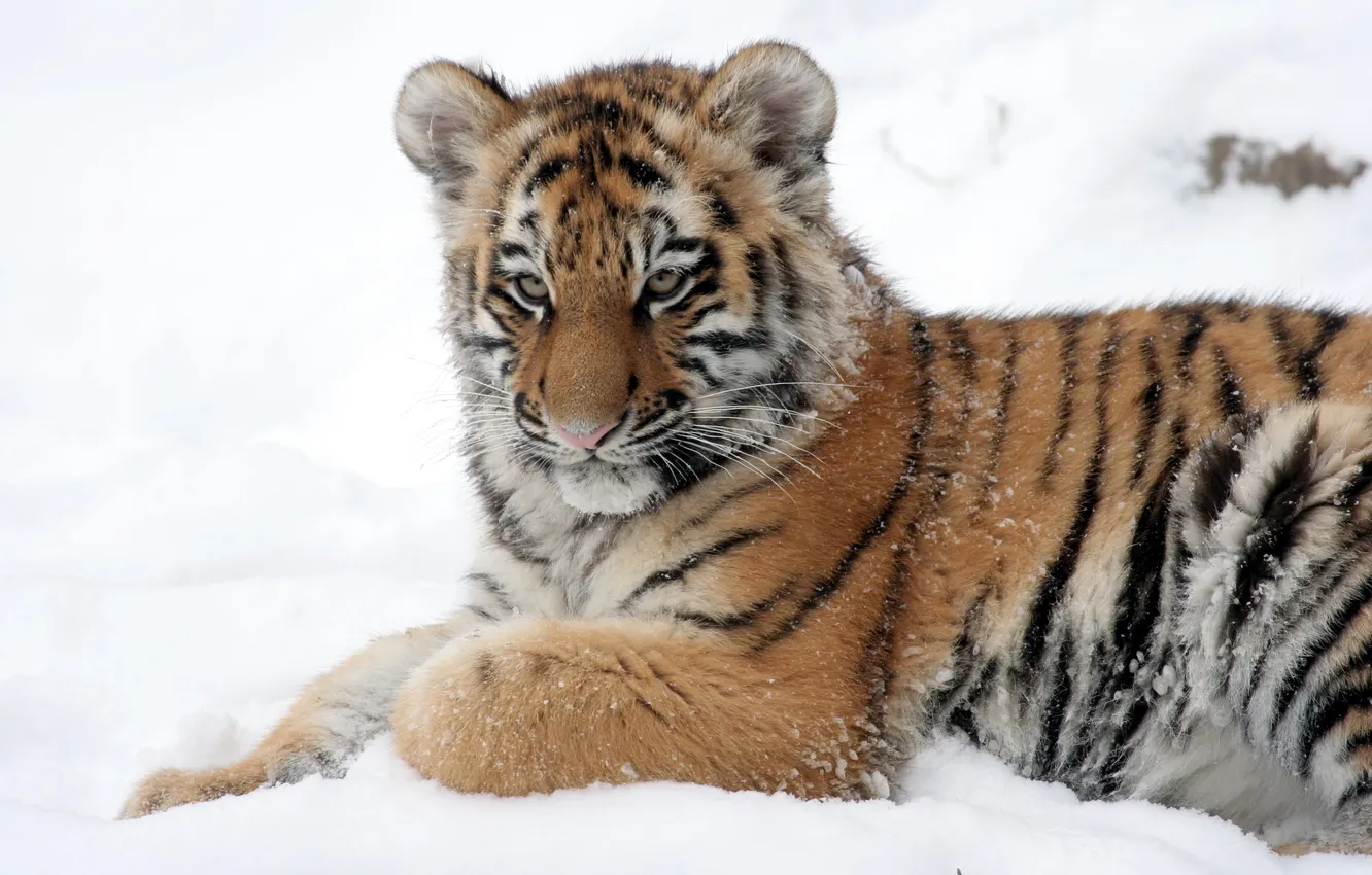 Photo wallpaper cat, snow, tiger, cub, tiger, Amur