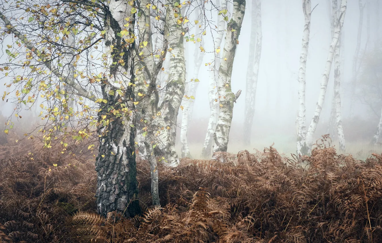 Photo wallpaper autumn, fog, birch