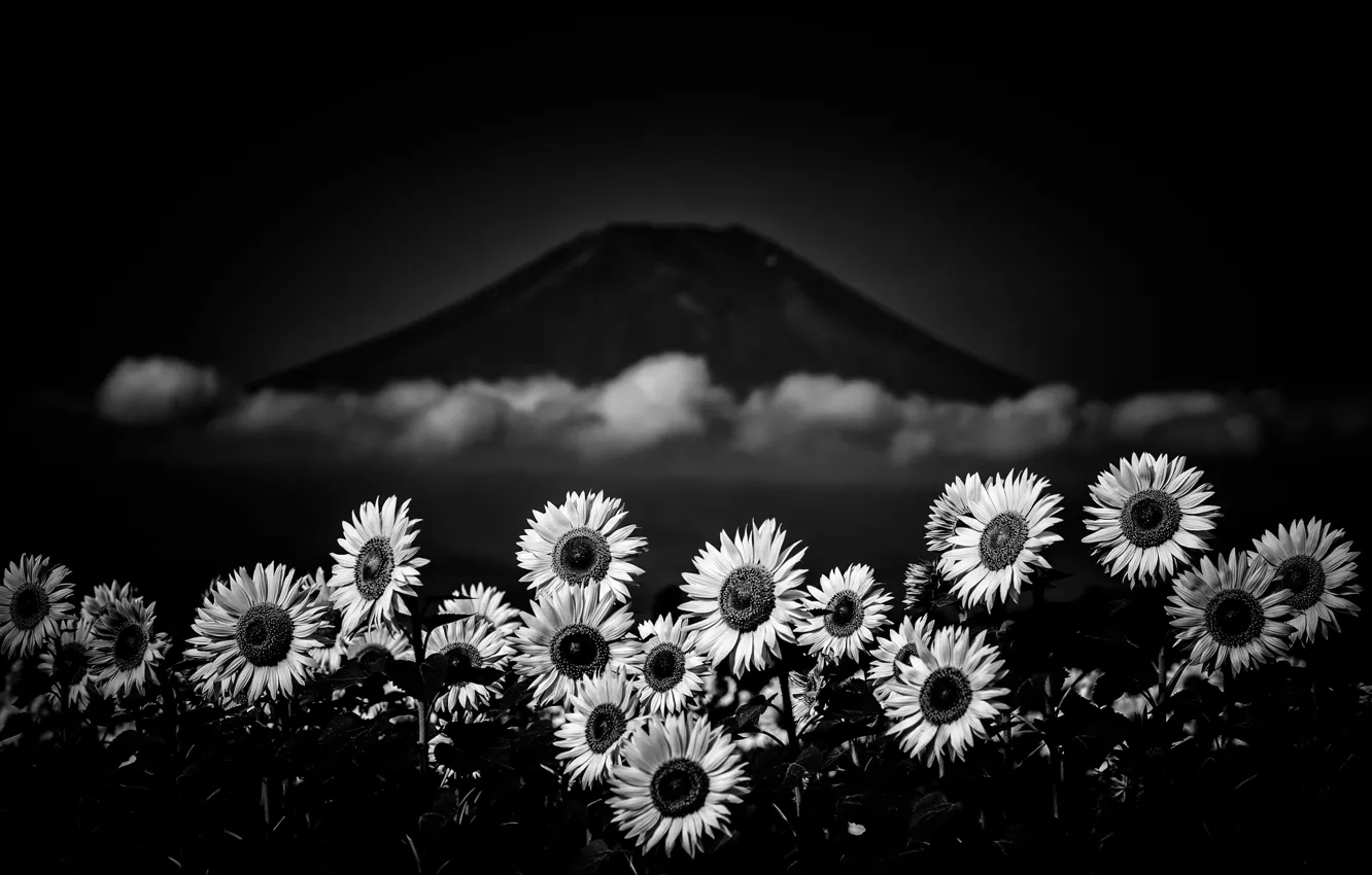 Photo wallpaper flowers, mountains