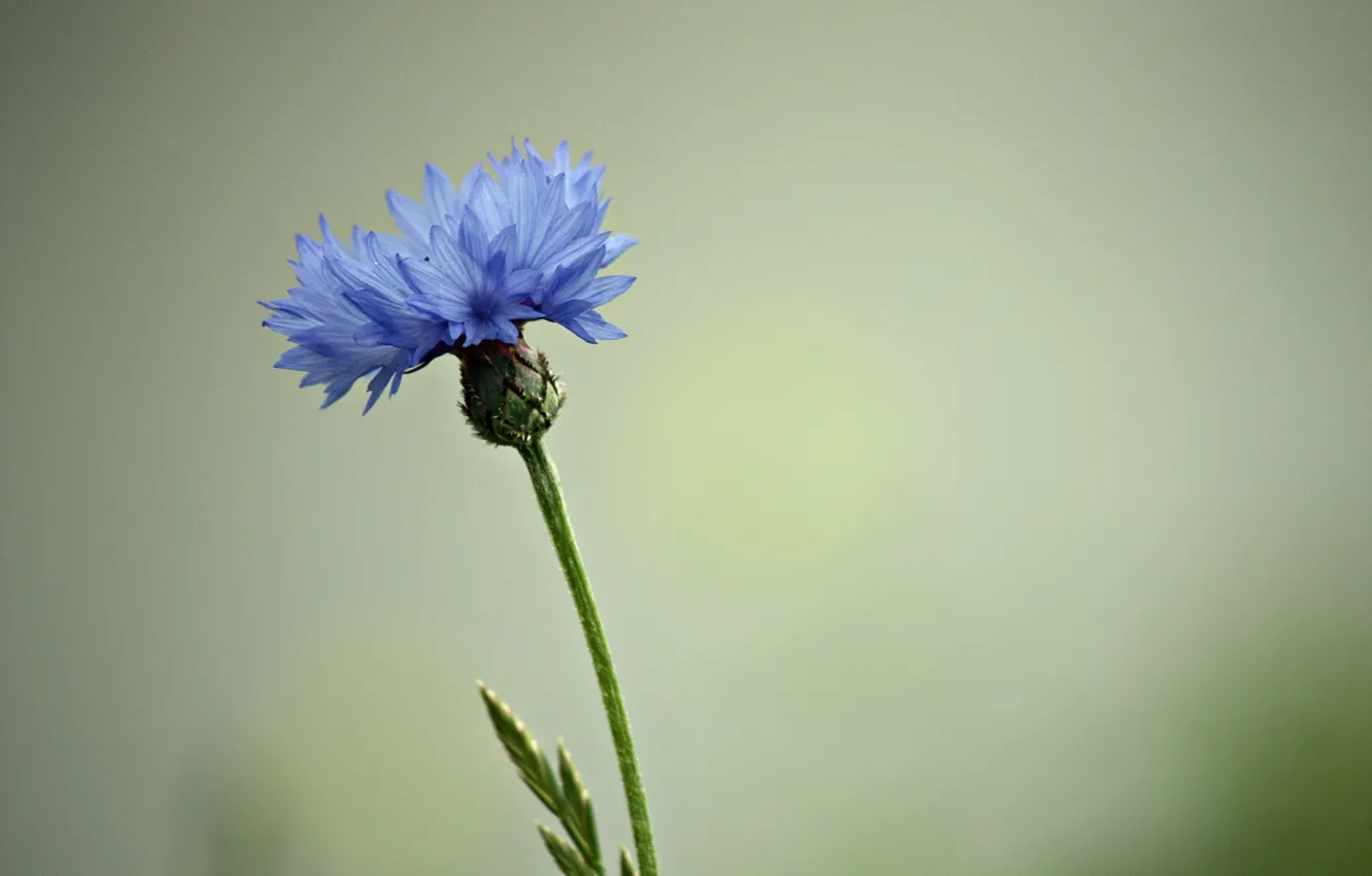 Photo wallpaper flower, background, blue, cornflower