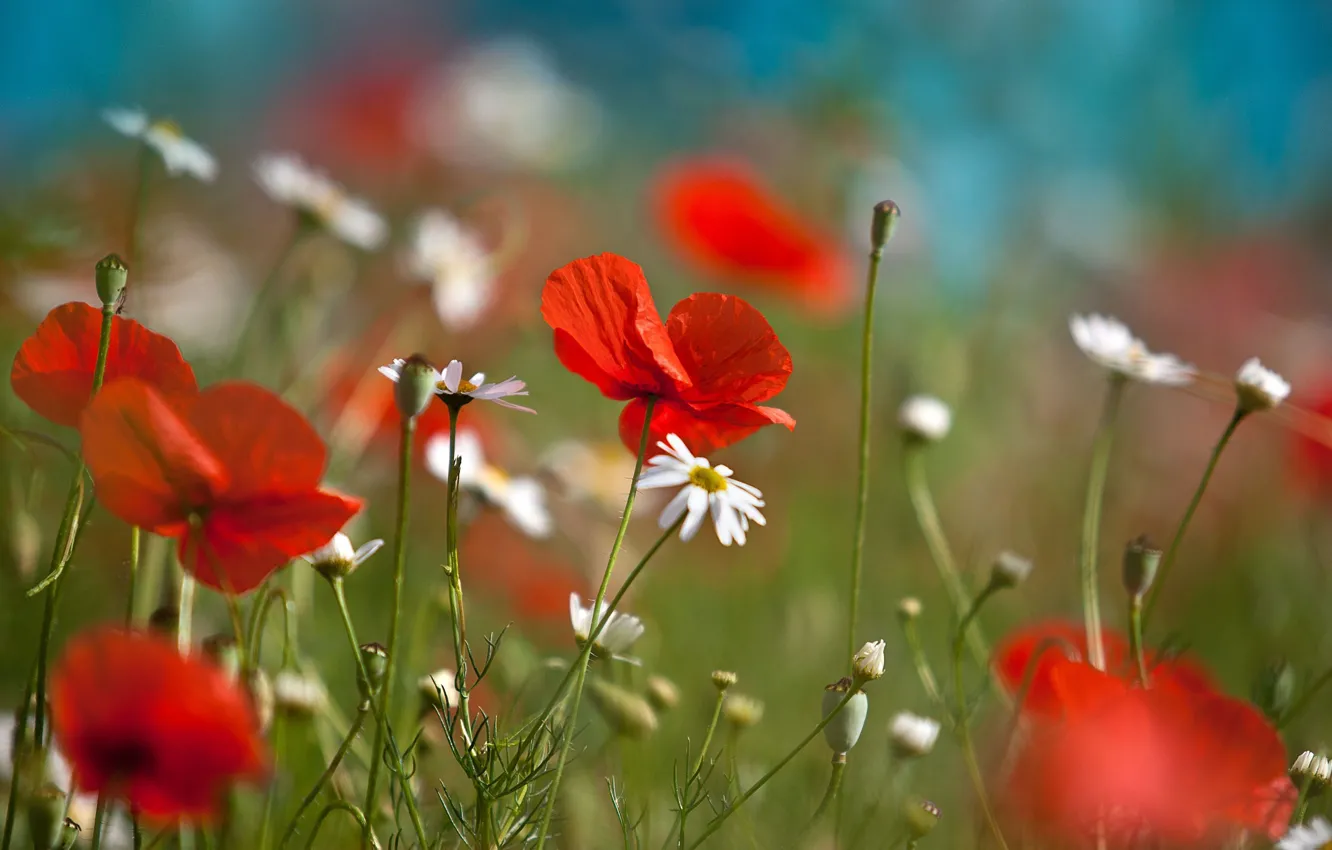 Photo wallpaper field, flowers, red, background, Wallpaper, plant, Mac, wallpaper