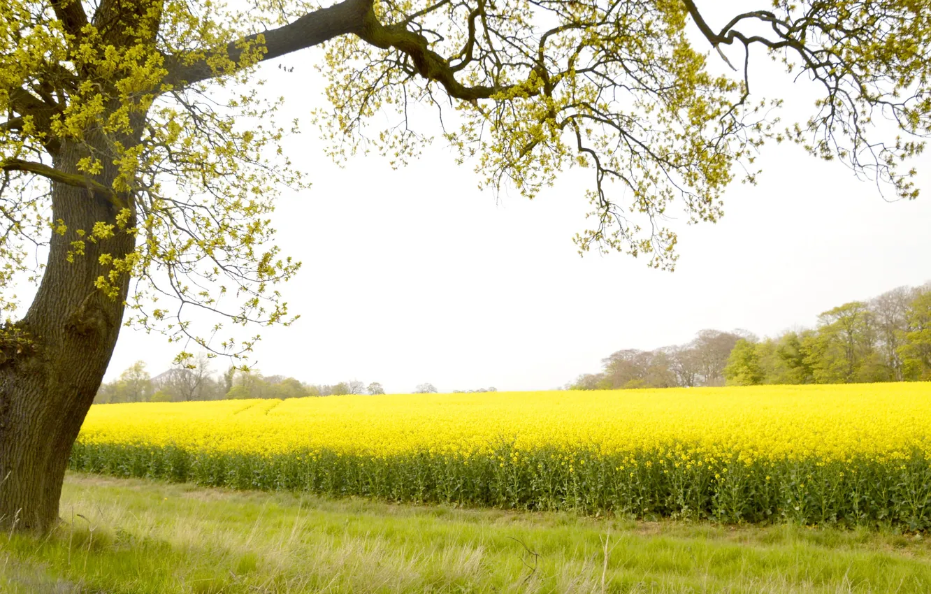 Photo wallpaper field, trees, flowers, yellow, spring, meadow, rape, rapeseed field