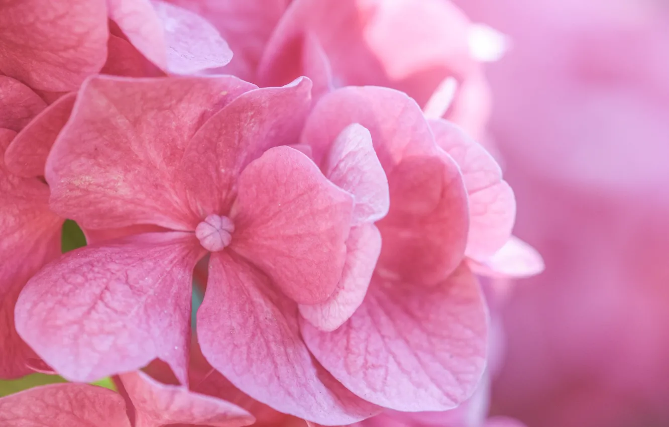 Photo wallpaper macro, flowers, pink, hydrangea