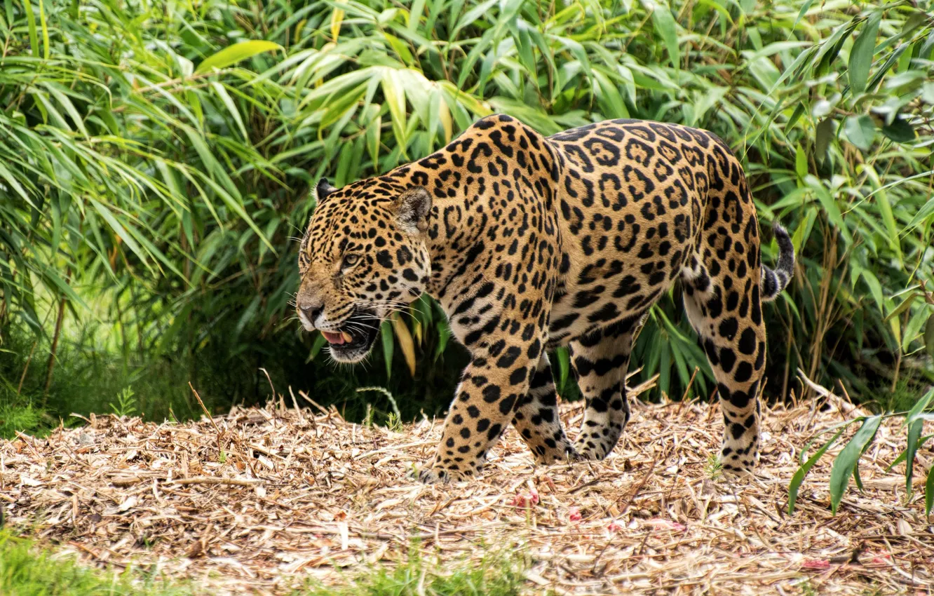 Photo wallpaper predator, spot, Jaguar