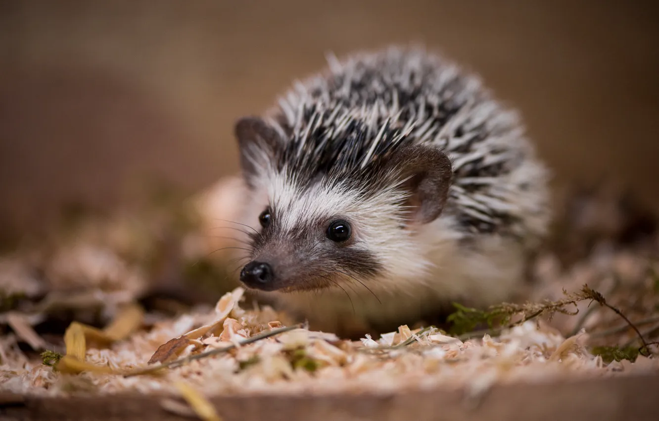 Photo wallpaper autumn, nature, hedgehog