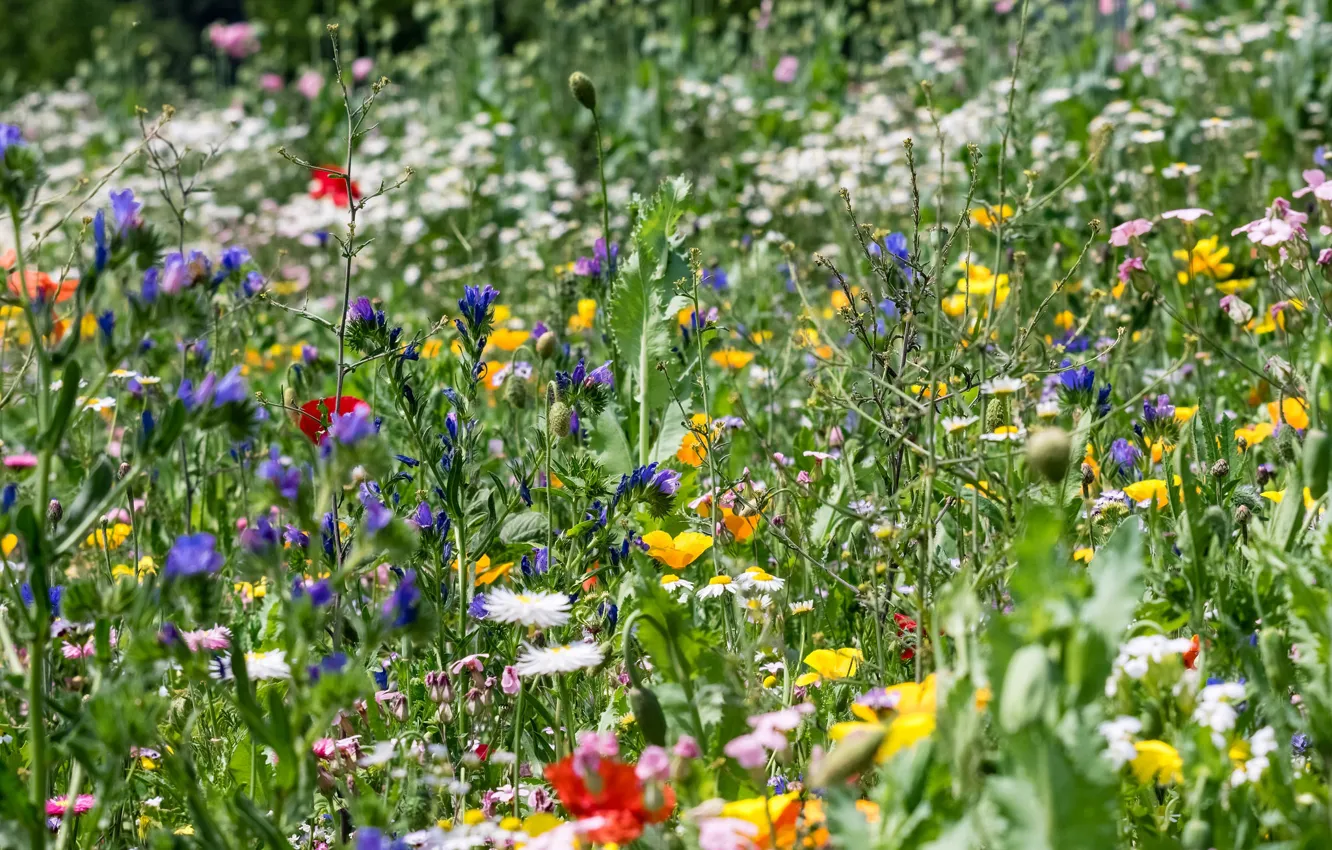 Photo wallpaper field, summer, grass, flowers, meadow
