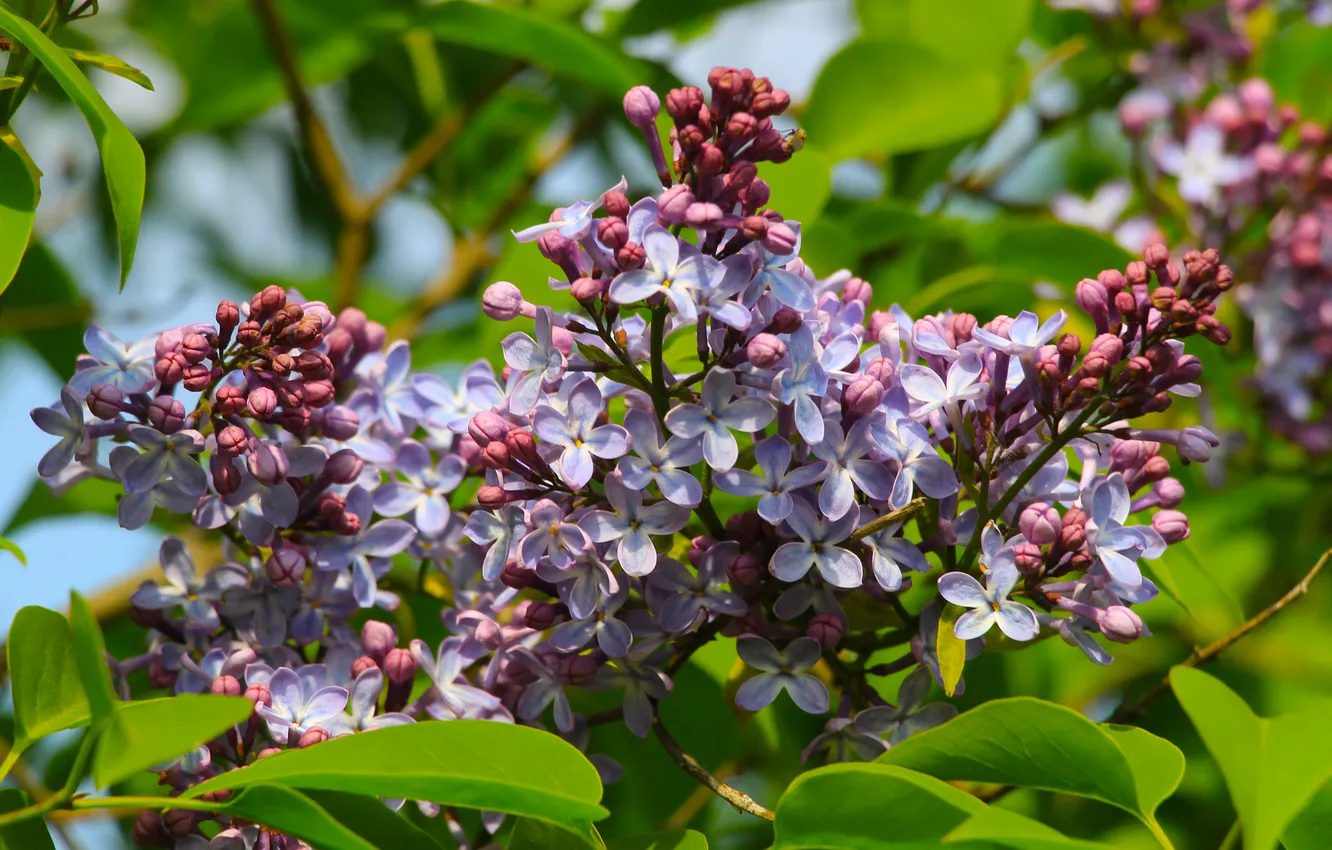 Photo wallpaper flower, spring, lilac, twig