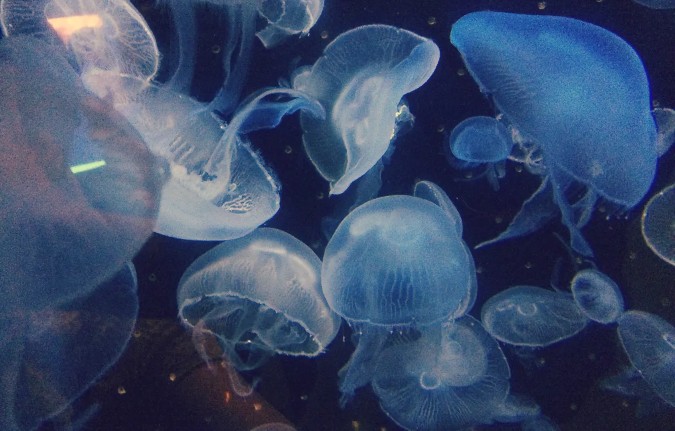 Photo wallpaper jellyfish, under water, M555