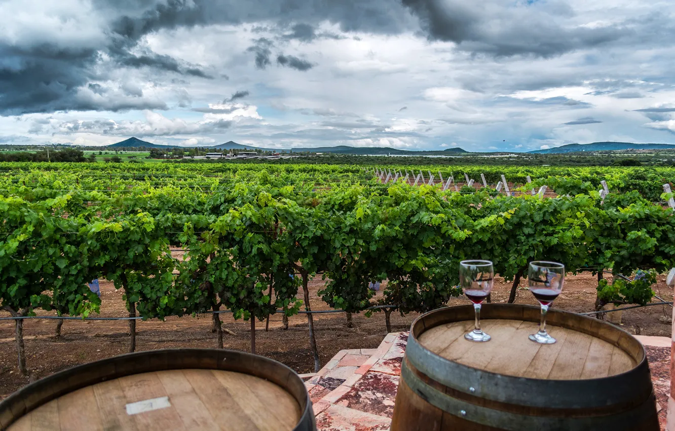 Photo wallpaper greens, clouds, mountains, field, glasses, Mexico, vineyard, the bushes