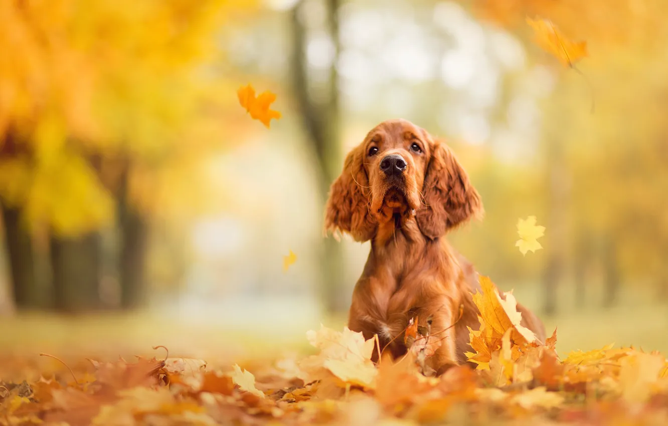 Photo wallpaper sadness, autumn, look, face, Park, foliage, dog, nose