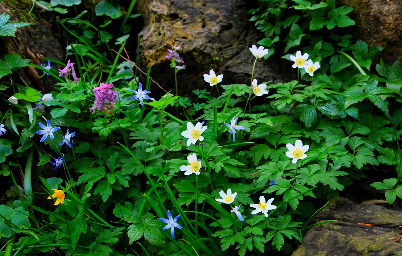 Photo wallpaper flower, stones, plant