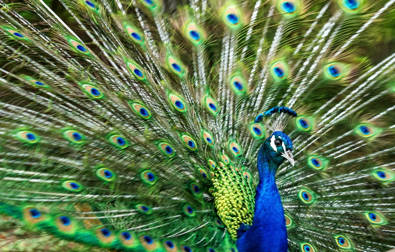 Photo wallpaper bird, feathers, fan, tail, peacock, stroke, opened, a wave of the tail