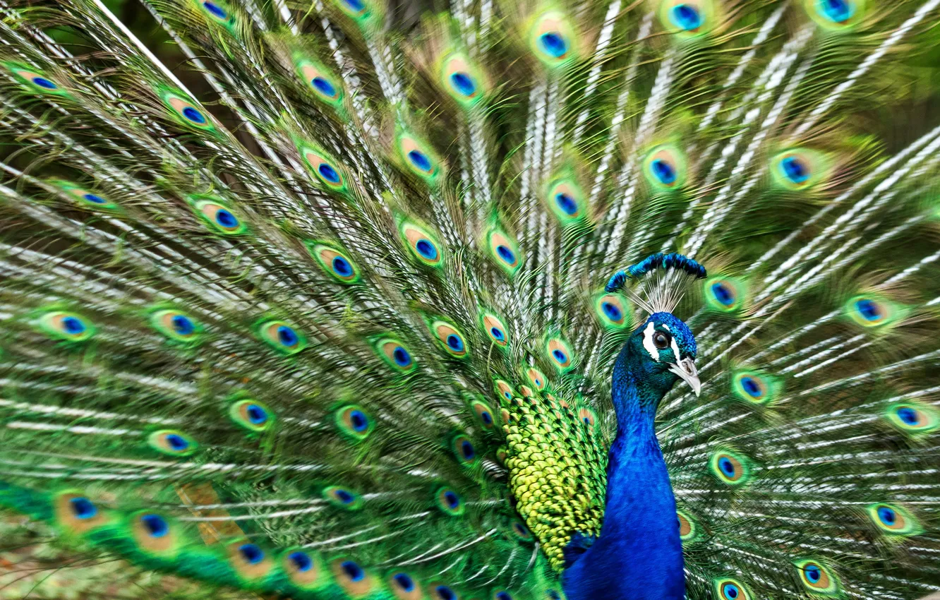 Photo wallpaper bird, feathers, tail, peacock, stroke, opened, fan, a wave of the tail