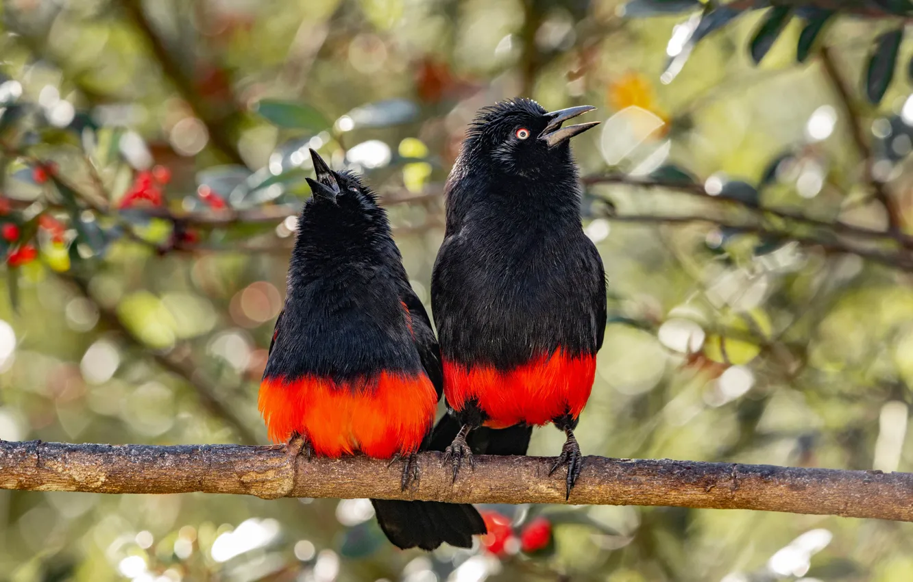 Photo wallpaper branches, berries, bird, foliage, bright, two, pair, a couple
