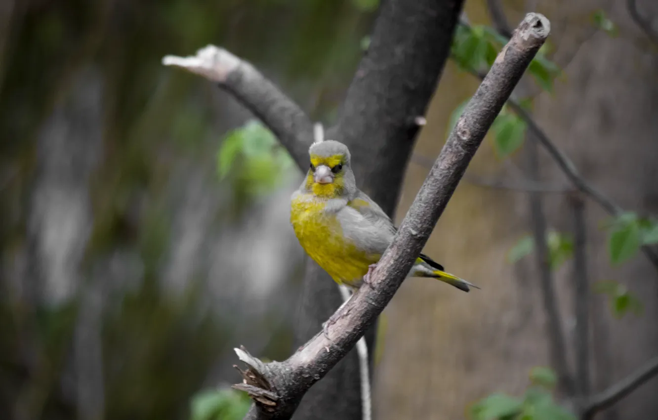 Photo wallpaper summer, nature, animal, bird, zelenushka