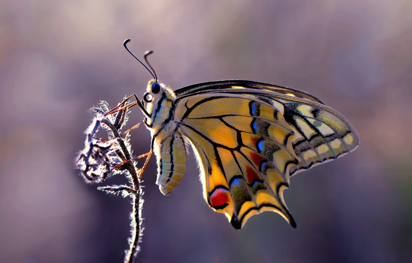 Photo wallpaper background, butterfly, plant