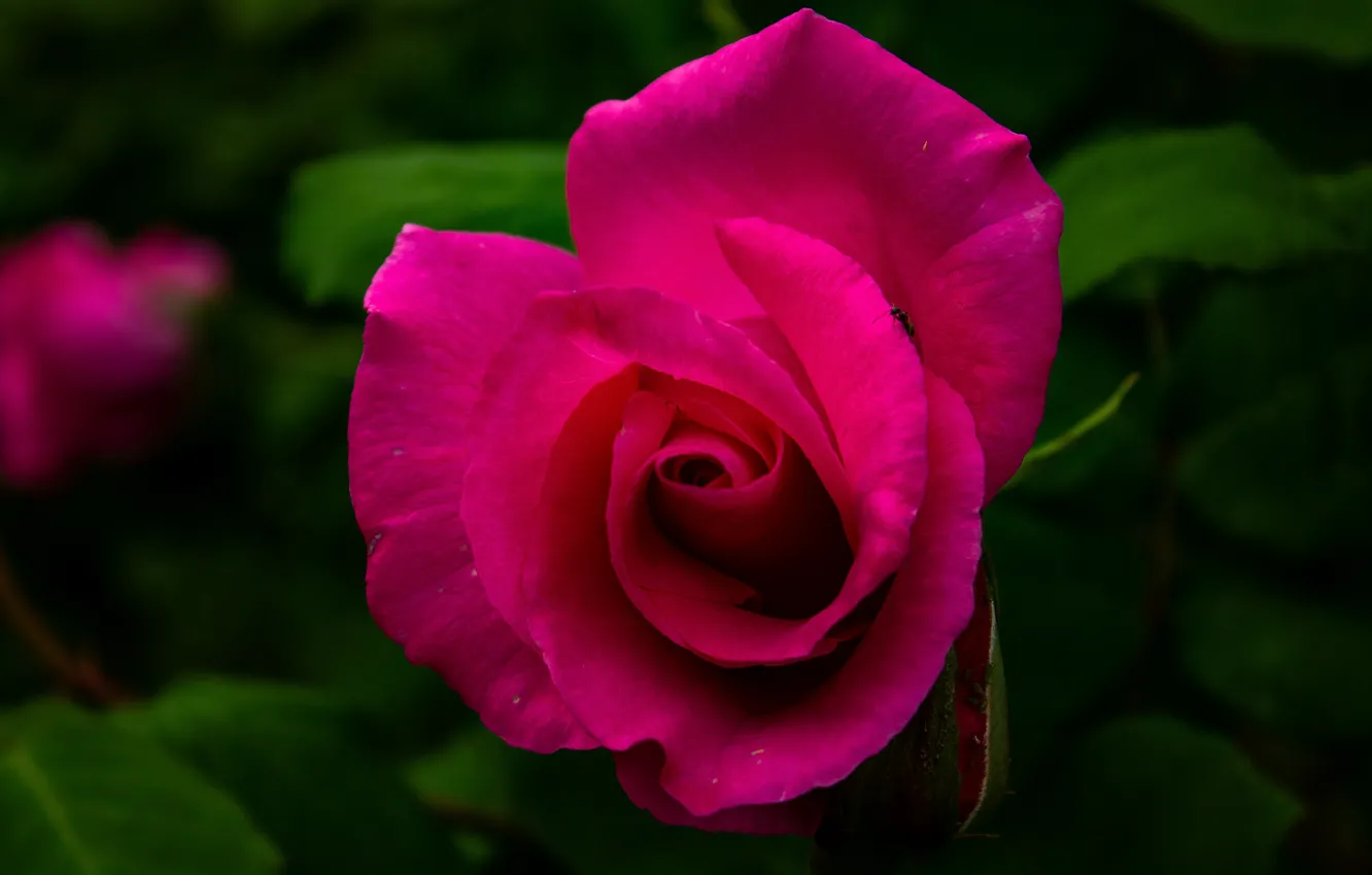 Photo wallpaper flower, macro, the dark background, pink, rose, Bud