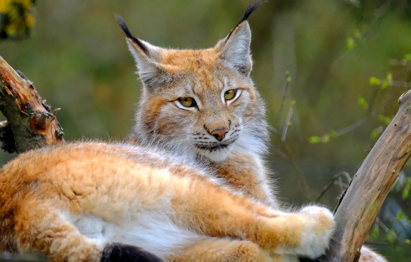 Photo wallpaper look, nature, pose, portrait, paws, lies, lynx, wild cat