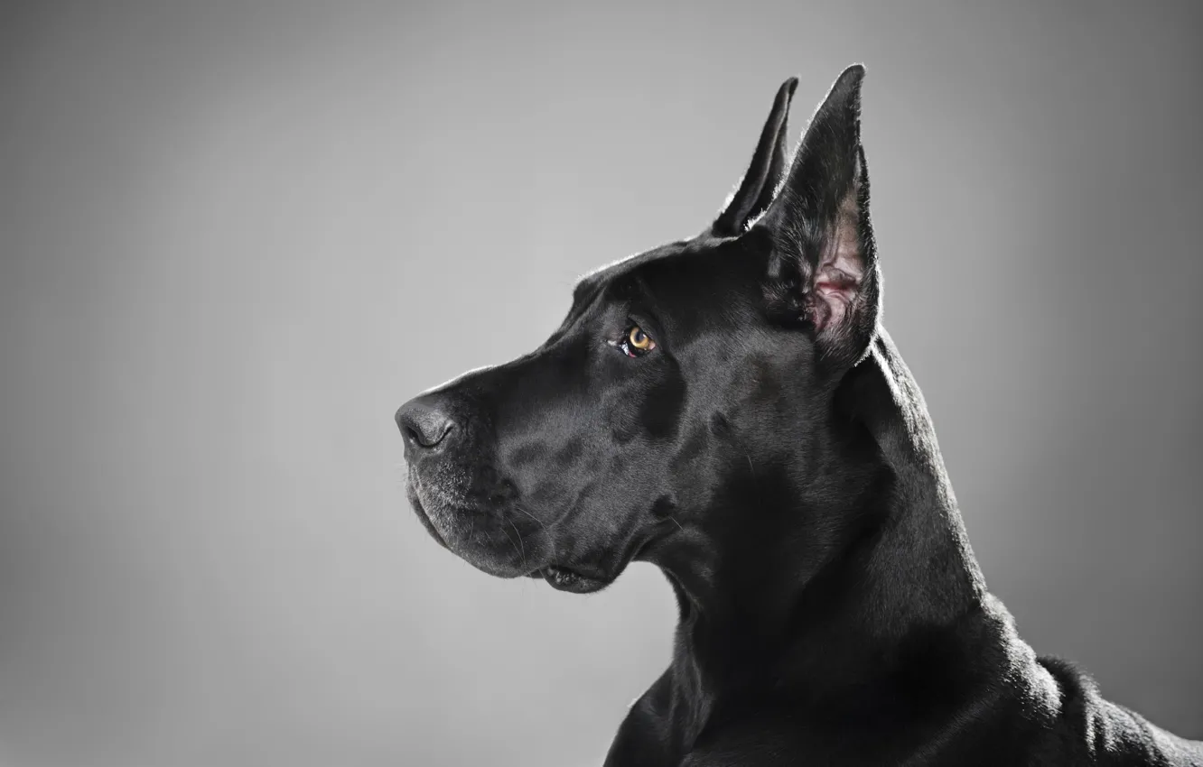 Photo wallpaper black, dog, profile, breed, Great Dane