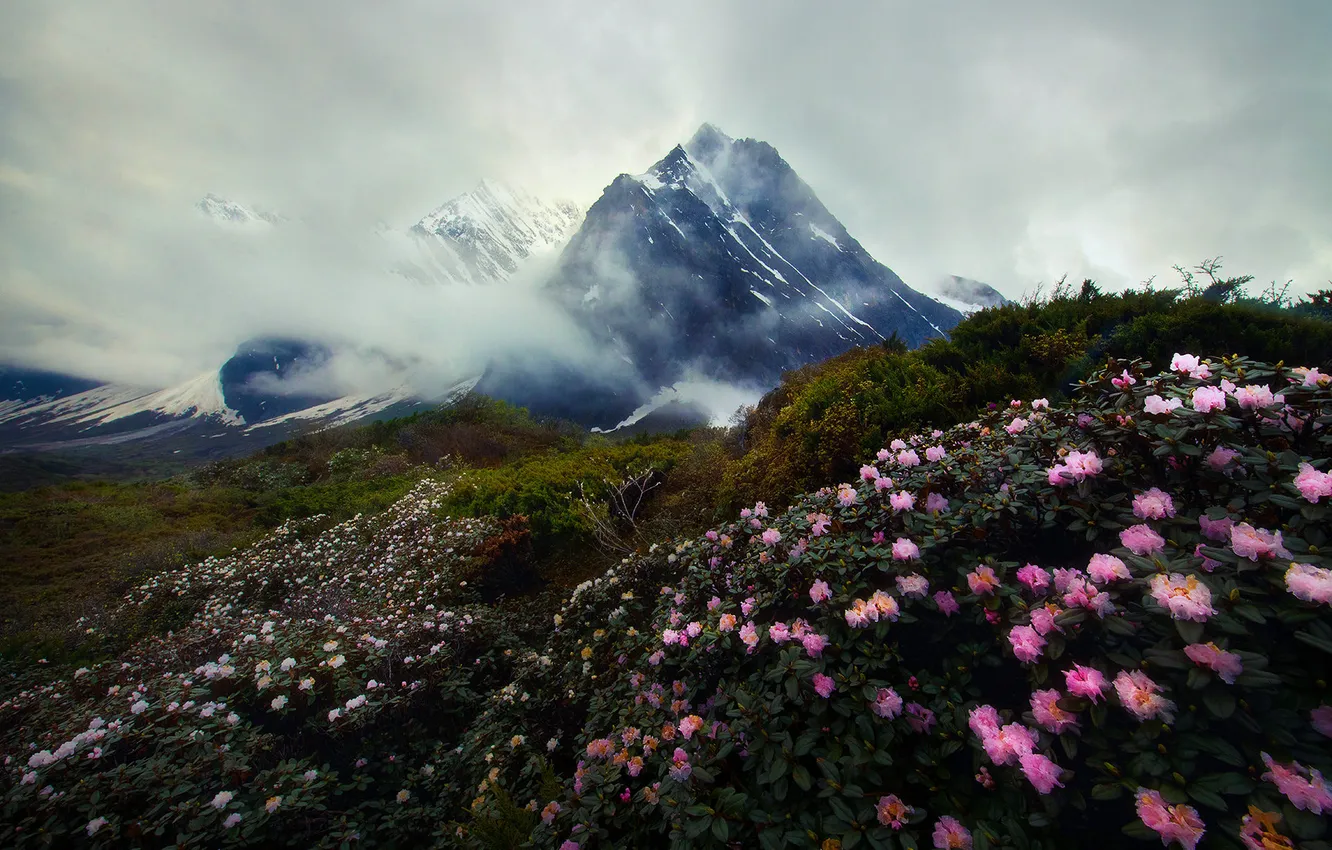 Photo wallpaper flowers, mountains, Azalea, rhododendrons