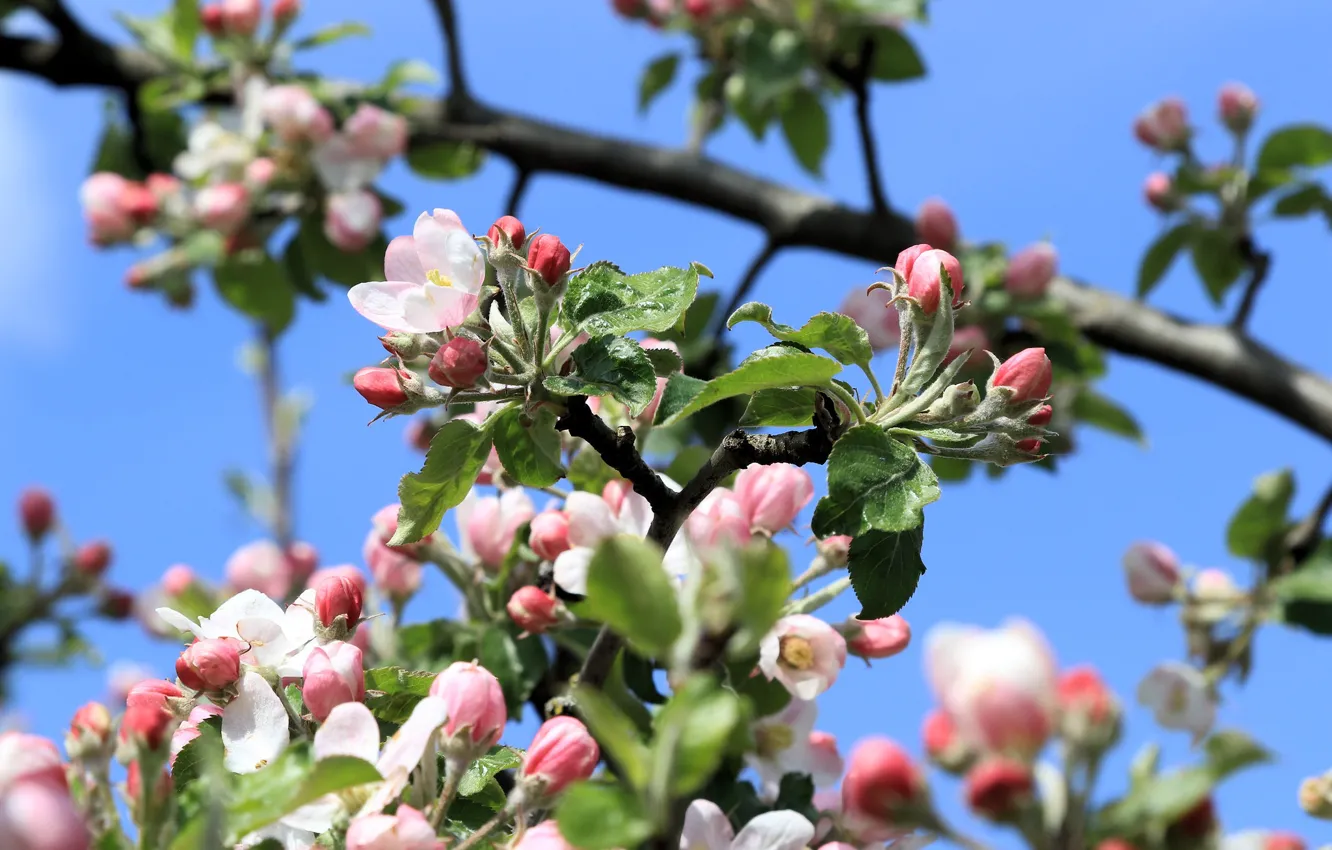 Photo wallpaper leaves, flowers, branches, blue, spring, pink, Apple, buds
